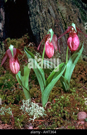 Michigan Wild flower a trio of pink lady slippers Stock Photo