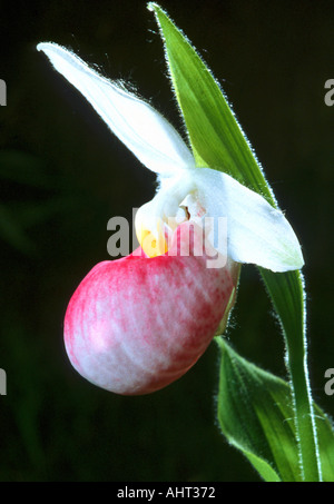 Michigan Wild flower Showy Lady Slipper Stock Photo