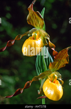 Michigan Wild flower Yellow Lady Slipper Stock Photo