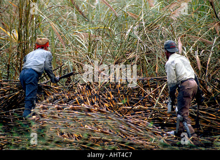 Harvesting sugar cane near Lake Okeechobee Florida Stock Photo