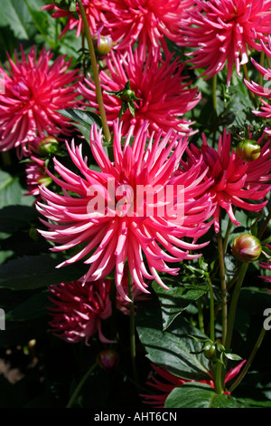 HORTICULTURE. DAHLIA PONTIAC. ASTERACEAE. COMPOSITAE Stock Photo