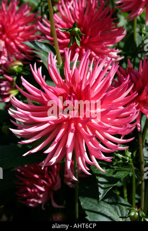 HORTICULTURE. DAHLIA PONTIAC. ASTERACEAE. COMPOSITAE Stock Photo