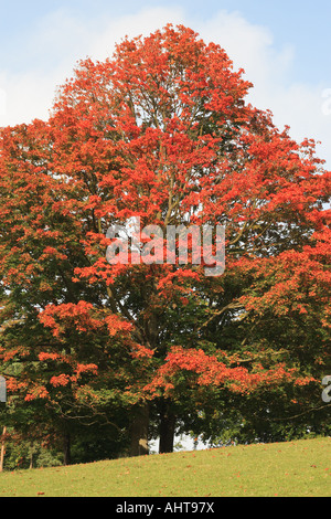 Acer platanoides with red autumn leaves is known as the Norway Maple Stock Photo
