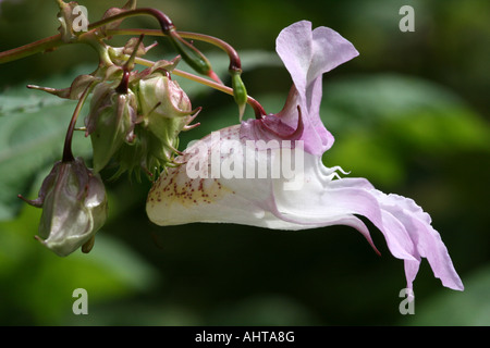 himalayan balsam (Impatiens glandulifera) exploding, popping, spreading ...