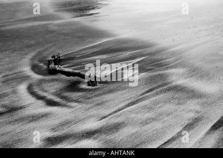 Tree trunk drawing in the sand, helped by the sea. Stock Photo