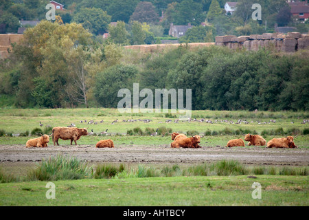 Small herd of Highland cattle in West Sussex Stock Photo