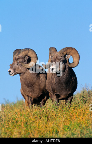 Bighorn Sheep 10 Stock Photo