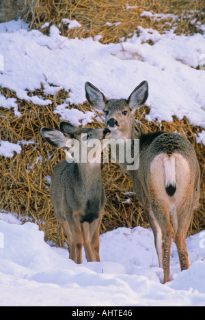 Two female doe mule deer in the distance with grass field in the ...