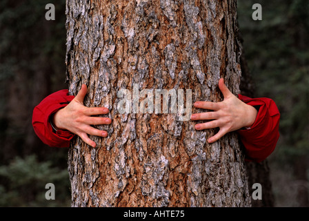 Human arms wrapped around the trunk of a spruce tree. Stock Photo