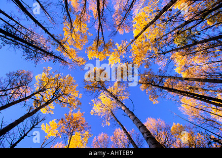 Aspen tree tops1 Stock Photo