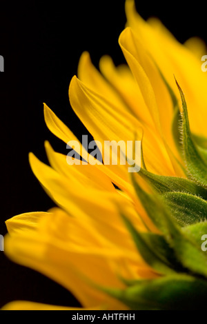 Close up of sunflower lit in front of black background showing texture on rear of flower. Stock Photo