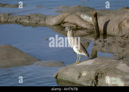 SNA71985 Pond Heron or Paddy Bird Ardeola grayii Point calimere bird sanctuary Tanjavar Tamilnadu India Stock Photo