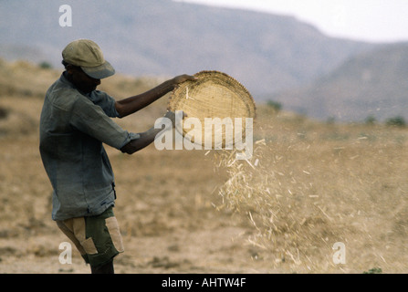 Farmer winnowing finger millet by hand using a woven winnowing tray. Tigray, Ethiopia Stock Photo