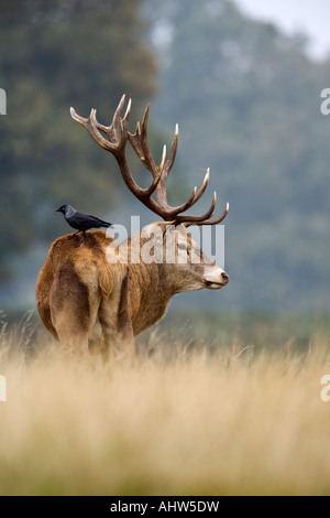 Red deer Cervus elaphus stag standing looking alert with jackdaw standing on back Richmond park London Stock Photo