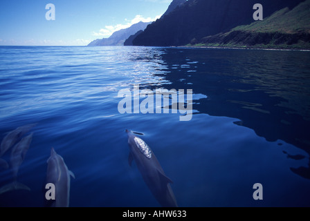 Dolphin Napali Coast Kauai Hawaii USA Stock Photo - Alamy