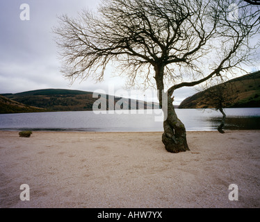 a tree on a sandy piece of land by a lake in Ireland Stock Photo