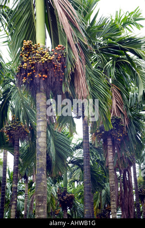 Moist verdant grove of  Betel nut (Areca catechu) tropical palms in uniform rows with clusters of ripening fruit. Goa India Stock Photo