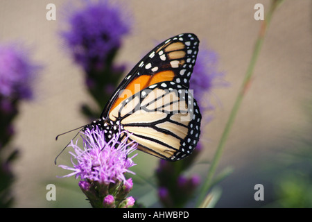 Beautiful Monarch butterfly, Danaus plexippus, feeding on a light pink ...