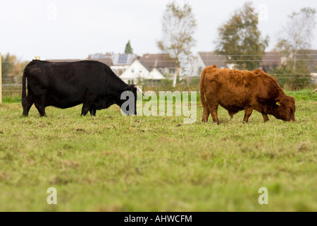 Dexter miniature cattle Stock Photo