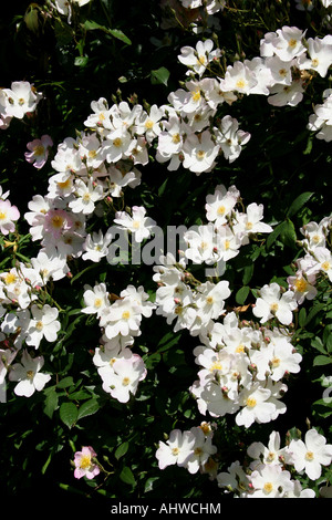 HORTICULTURE. WHITE DOG ROSE. FIELD ROSE. ROSA CANINA Stock Photo