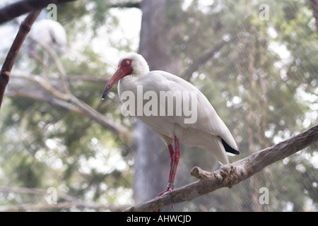 American White Ibis (Eudocimus albus) Stock Photo