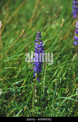 Spiked speedwell on the Great Orme North Wales Stock Photo