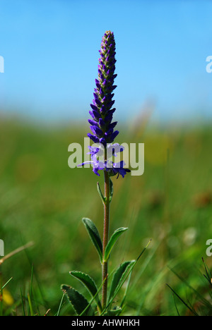 Spiked speedwell on the Great Orme North Wales Stock Photo