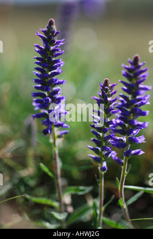 Spiked speedwell on the Great Orme North Wales Stock Photo