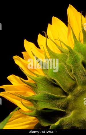 Close up of sunflower lit in front of black background showing texture on rear of flower. Stock Photo