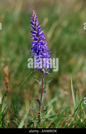 Spiked speedwell on the Great Orme North Wales Stock Photo