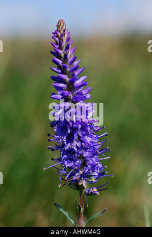 Spiked speedwell on the Great Orme North Wales Stock Photo