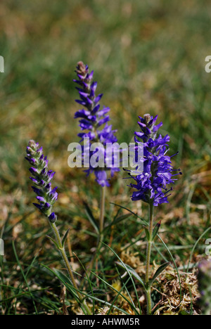 Spiked speedwell on the Great Orme North Wales Stock Photo