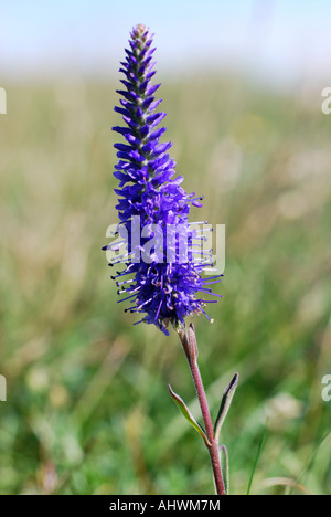 Spiked speedwell on the Great Orme North Wales Stock Photo