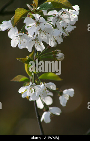 Wild Cherry (Prunus Avium) blossom Stock Photo