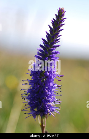 Spiked speedwell on the Great orme North Wales Stock Photo