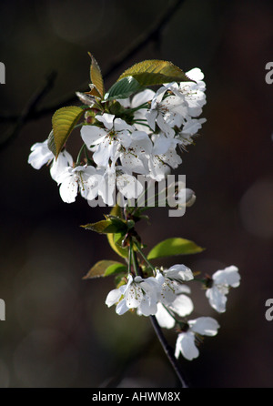 Wild Cherry (Prunus Avium) blossom Stock Photo