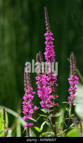 Purple Loosestrife - Lythrum Salicaria AKA Stichflame Stock Photo