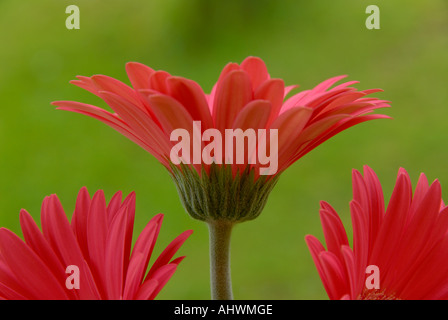 Bright pink gerbera flower originally cultivated from the Barberton Daisy Mpumalanga South Africa Stock Photo