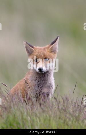 Portrait of Red Fox cub Stock Photo