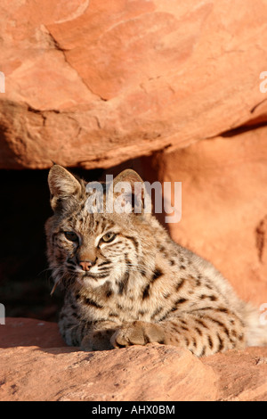 young bobcat in desert habitat, wildcat in red rocks of american west Stock Photo