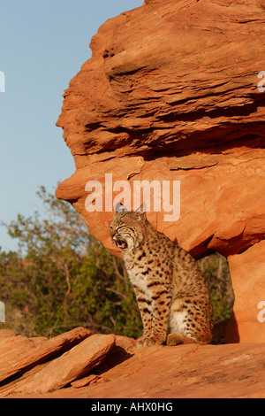 young bobcat in desert habitat, wildcat in red rocks of american west Stock Photo