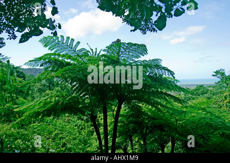 Image of a giant tree fern in the Daintree Rainforest framed in green foliage Stock Photo