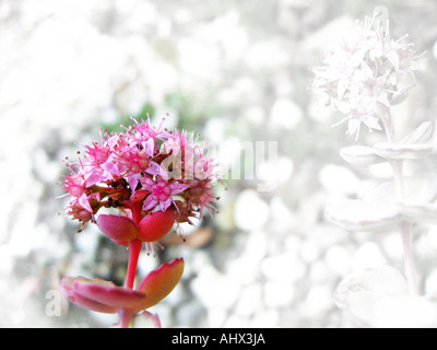 Small succulent pink sedum flower in bottom left hand corner of image with space for text on black and white background Stock Photo