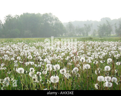 Dandelion field with blowballs in overcast hazy weather Stock Photo