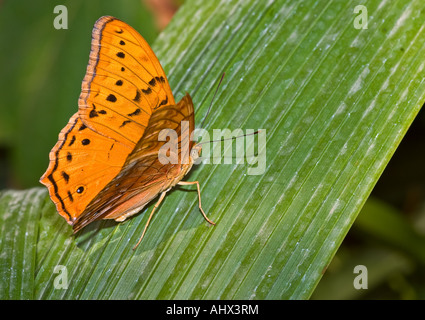orange monarch butterfly sits on a long green palm leaf Stock Photo