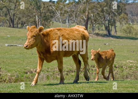 a mother cow and its calf walk along through a field Stock Photo