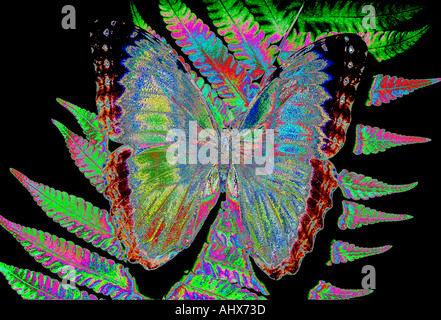 BUTTERFLY Digitally manipulated Stock Photo