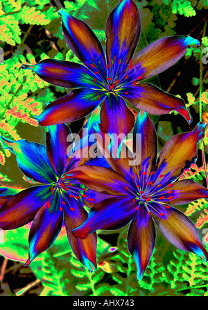 Lewisia flower, Digitally manipulated Stock Photo