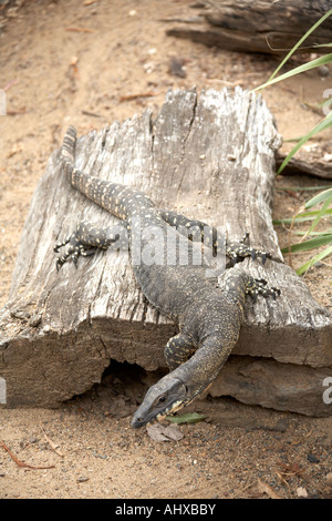 Lace Monitor Varanus varius in Lone Pine Koala Sanctuary wildlife reserve zoo Brisbane Queensland QLD Australia Stock Photo