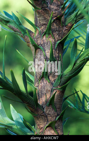 Young Wollemi pine trunk detail Stock Photo